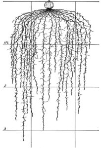 The Root Development of Vegetable Crops: Astonishing Illustrations Image